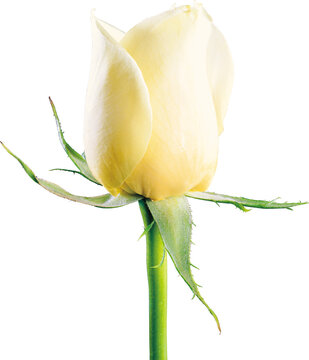 Close-up of a single white calla lily flower with green stem and leaves