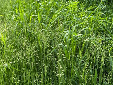 Green lush meadow grass poa and rye