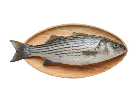 Fresh striped bass fish served on a wooden plate isolated on white background with raw fish whole fish ocean fish