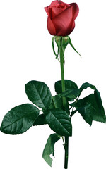 Obraz premium Single red rose with green leaves and stem against white background