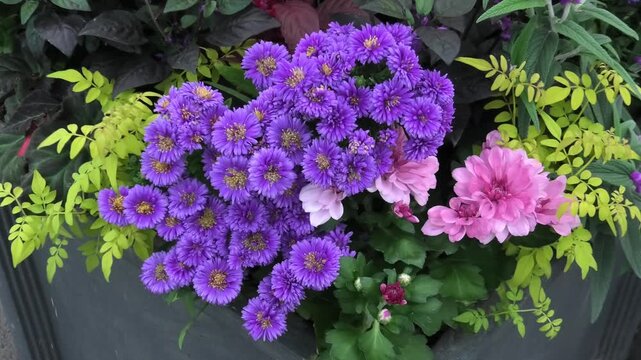 flowers in the garden