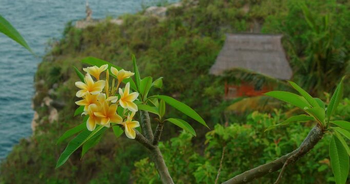 Frangipani flowers overlooking blue sea and treehouse on green hill in serene tropical scene of Nusa Penida