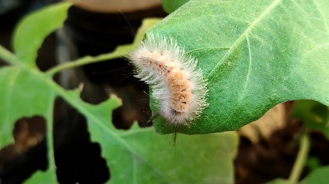 Tussock moth caterpillar (Lymantriinae) on a green leaf