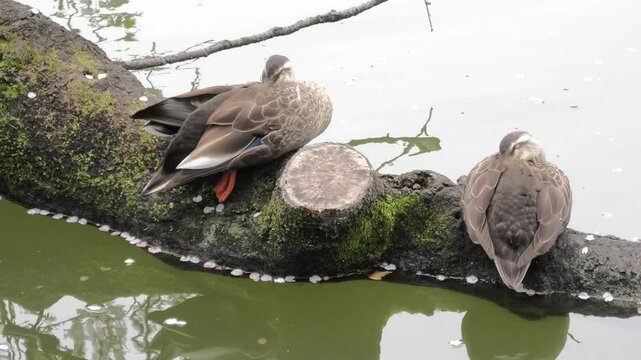 duck in the pond