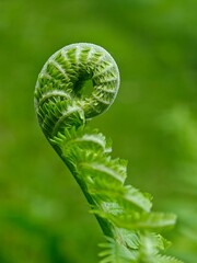 Fresh green fern frond unfurling in spring forest nature with fiddlehead © IMRAN_IM33