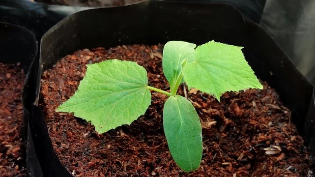 Young cucumber plant sprout (Cucumis sativus) growing in a black polybag with rich cocopeat organic growing medium