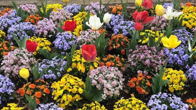 colorful spring flowers