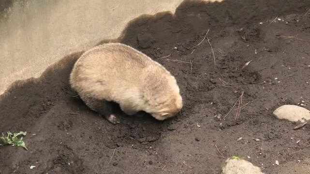 horse in the ground