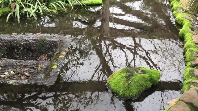 tree in the water