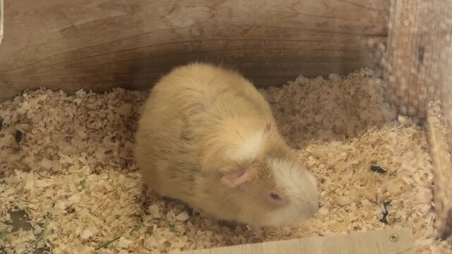 rat in a cage