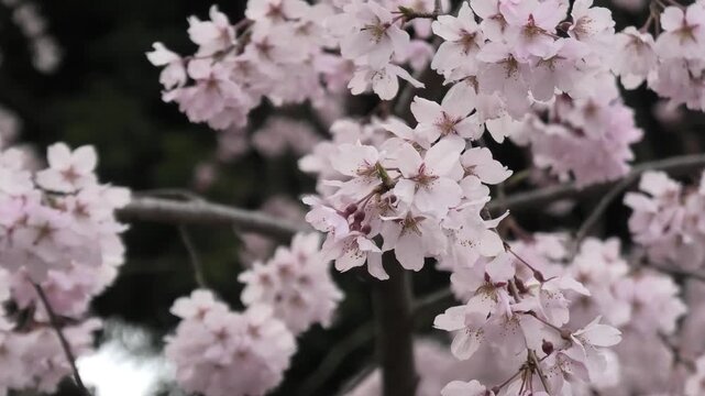 cherry tree blossom