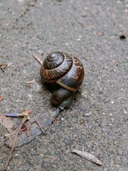A small garden snail crawling slowly on pavement with snail shell © IMRAN_IM33