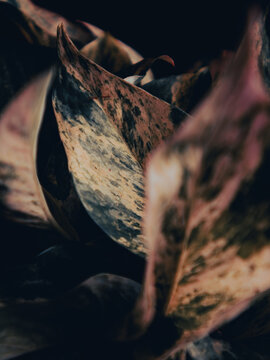 Dark Moody Variegated Leaves Close Up with Dramatic Shadow and Texture, Botanical Abstract