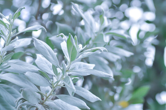 Silver Leaved Buttonwood or Conocarpus erectus var sericeus Fors ex DC or Combretaceae or silver leaf