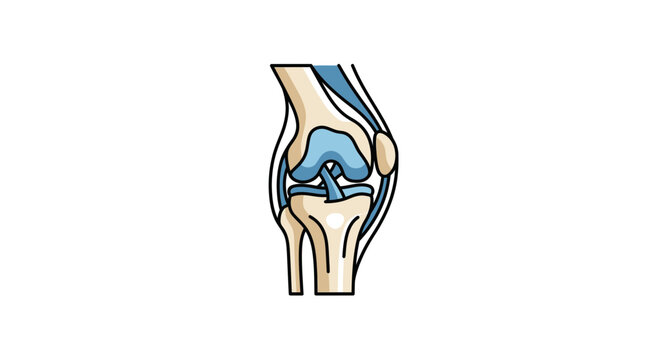 Anatomical illustration of human knee joint bones and cartilage.