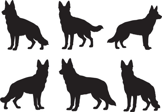 German shepherd silhouette on white background.