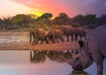 Rhino drinking water from a small lake - Group of elephant family drinking water in lake at amazing sunset - Etosha National Park, Namibia, Africa  © muratart