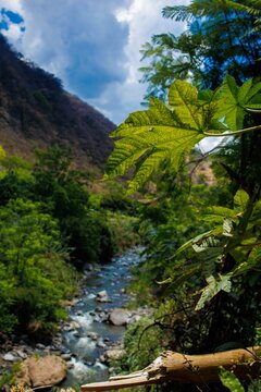 Rio en Michoac&aacute;n enfocando hoja de ricino. 