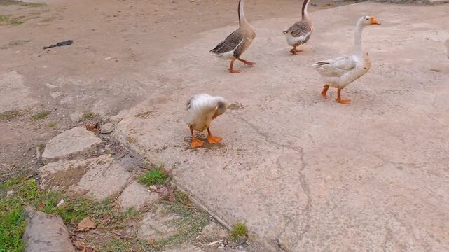Wide angle shot of domestic geese walking on concrete ground