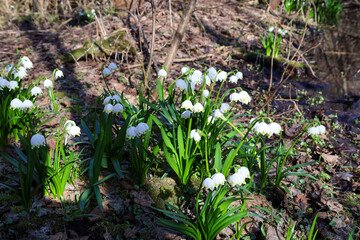 Snow-white spring snowflakes bloom in dense clusters on a forest glade near a stream. The first spring flowers push through last year's leaves under soft sunlight. Atmospheric shot beautifully capture © Олег Струс