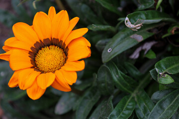 A vibrant orange gazania flower blooms among lush green foliage in a sunny garden. Its rich petals and textured center highlight natural beauty. This charming blossom creates a warm summer mood. © Олег Струс