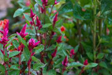 Obraz premium Vibrant purple celosia argentea flowers bloom among dense green leaves in a sunny garden. The colorful blossoms capture attention with rich tone and elegant shape.