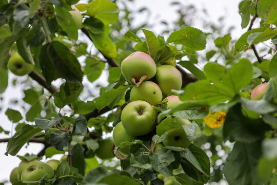 Juicy green apples ripen in clusters on fruit tree branches in an orchard. Lush foliage surrounds fresh fruits in summer daylight. This harvest symbolizes agricultural aesthetics and natural organic b