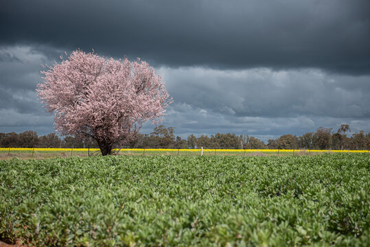 Australian Spring 