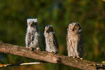Portrait of three fluffy nestling Eurasian scops owls Otus scops perched on a tree branch in a forest. Close-up of a young wild owl chick in Wildlife habitat, featuring soft feathers, expressive eyes. © EvgeniyQW