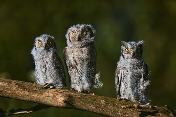 Portrait of three fluffy nestling Eurasian scops owls Otus scops perched on a tree branch in a forest. Close-up of a young wild owl chick in Wildlife habitat, featuring soft feathers, expressive eyes. © EvgeniyQW