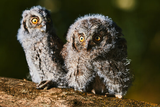 Portrait of fluffy nestling Eurasian scops owls Otus scops perched on a tree branch in a forest. Close-up of a young wild owl chick in Wildlife habitat, featuring soft feathers, expressive eyes..