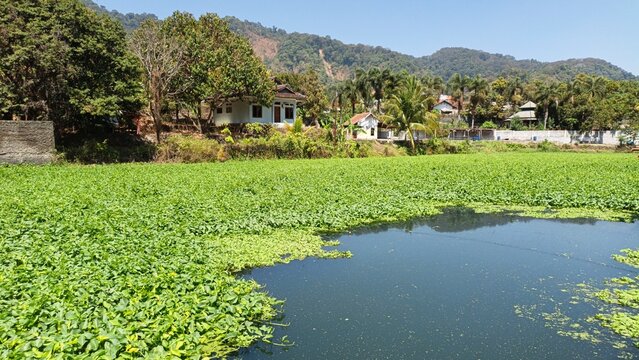 Scenic view of a tranquil village pond heavily overgrown with vibrant green aquatic plants, surrounded by tropical trees, rural houses, and rolling mountains under a clear blue sky