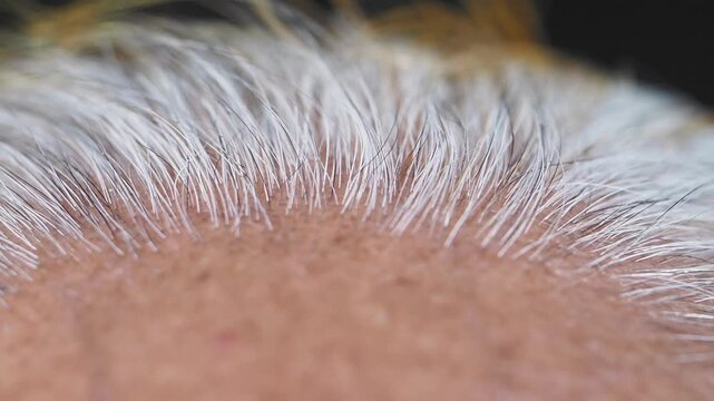 Close up slow motion shot of an elderly mans head, showing his gray and white hair, natural aging process and healthy scalp