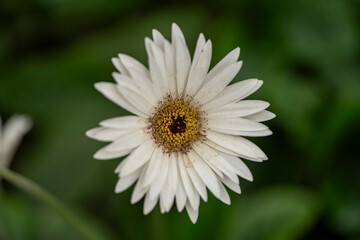 Fototapeta premium A vibrantwhite daisy flower captured in macro detail, highlighting delicate petals and natural texture, perfect for romantic or botanical themes.