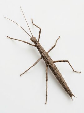 Macro Shot of a Stick Insect Isolated on White Background - Phasmatodea Walking Stick Bug Close-up