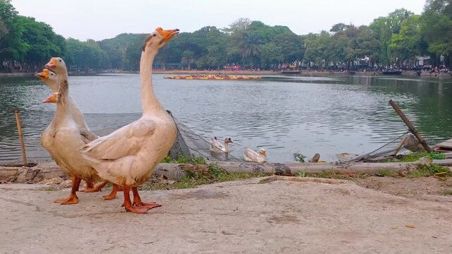 Low angle shot of domestic geese walking along city park lake