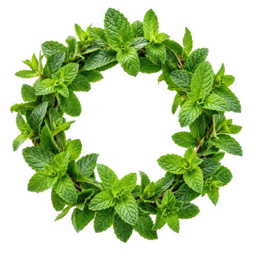 fresh mint leaves cutout isolated illustration on transparent cutout cutout isolated illustration on transparent background