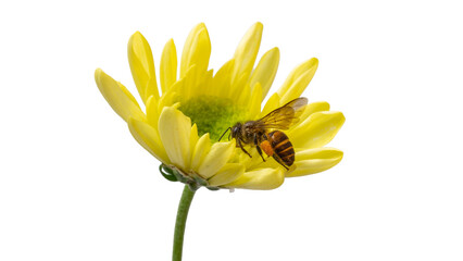 High angle shot of honey bee Apis gathering nectar on yellow Chrysanthemum morifolium blossom © gunungkawi