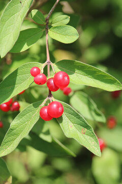 Gros plan sur des baies rouges brillantes regroup&eacute;es sur une branche feuillue, &eacute;clair&eacute;es par la lumi&egrave;re naturelle, avec un arri&egrave;re-plan v&eacute;g&eacute;tal vert flou.