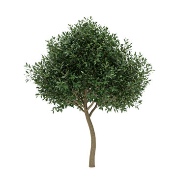 A single deciduous tree with dense green foliage and a slender brown trunk isolated on a transparent background