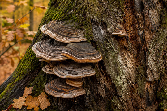 Baumpilze auf altem Baumstamm im herbstlichen Wald