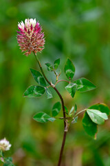 Obraz premium Red clover // Wiesenklee, Rotklee (Trifolium pratense) - Sierra Sintra, Portugal