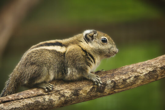 Swinhoe's Striped Squirrel Perched on a Tree Branch in Nature