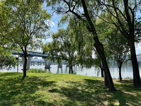 Scenic view of Han River and bridge framed by green trees on a grassy riverbank park