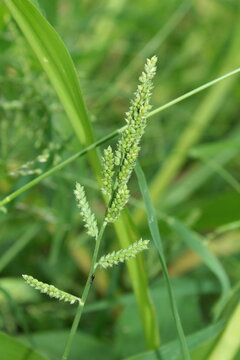 Jungle rice (Echinochloa colona) or Barnyard grass (Echinochloa crus-galli)