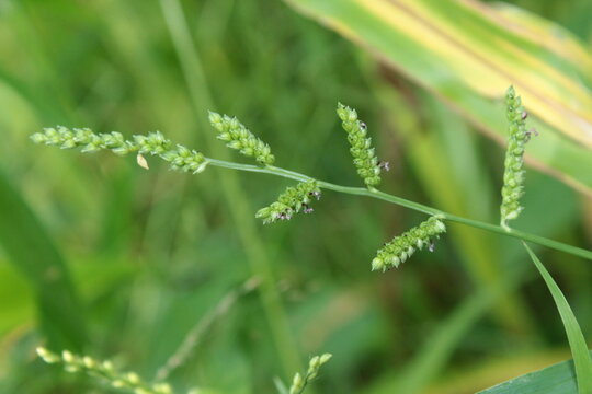 Jungle rice (Echinochloa colona) or Barnyard grass (Echinochloa crus-galli)