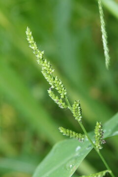 Jungle rice (Echinochloa colona) or Barnyard grass (Echinochloa crus-galli)