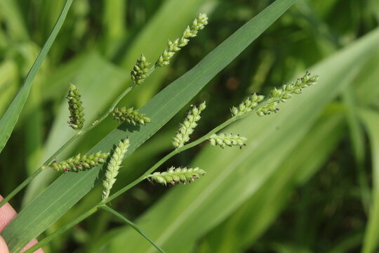Jungle rice (Echinochloa colona) or Barnyard grass (Echinochloa crus-galli)