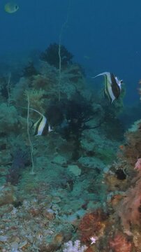 Colorful moorish idols coralfish on a tropical coral reef, Indonesia