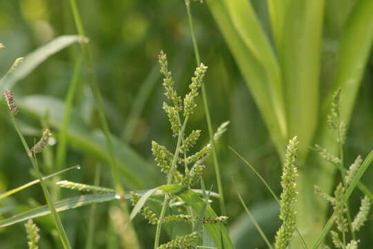 Jungle rice (Echinochloa colona) or Barnyard grass (Echinochloa crus-galli)